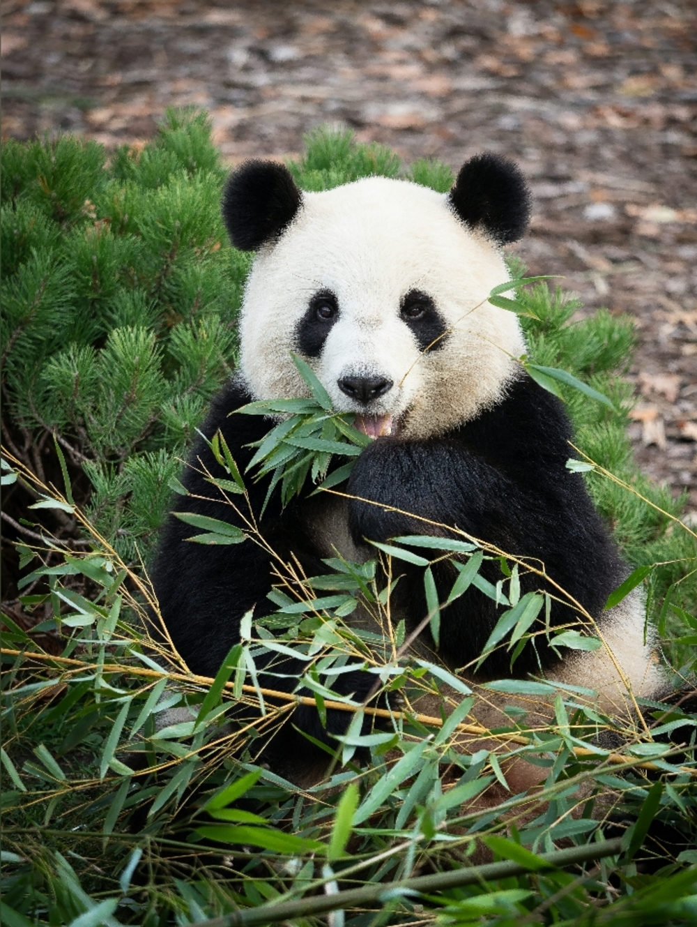 Large Custom Fridge Magnet Panda Bear Home Kitchen Decor